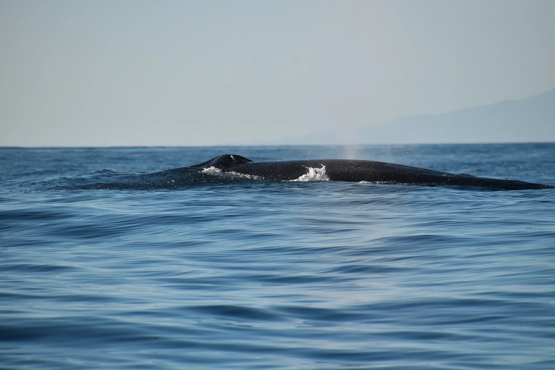 Whales: Lanzarote's Majestic Titans of the Sea slider thumbnail 3