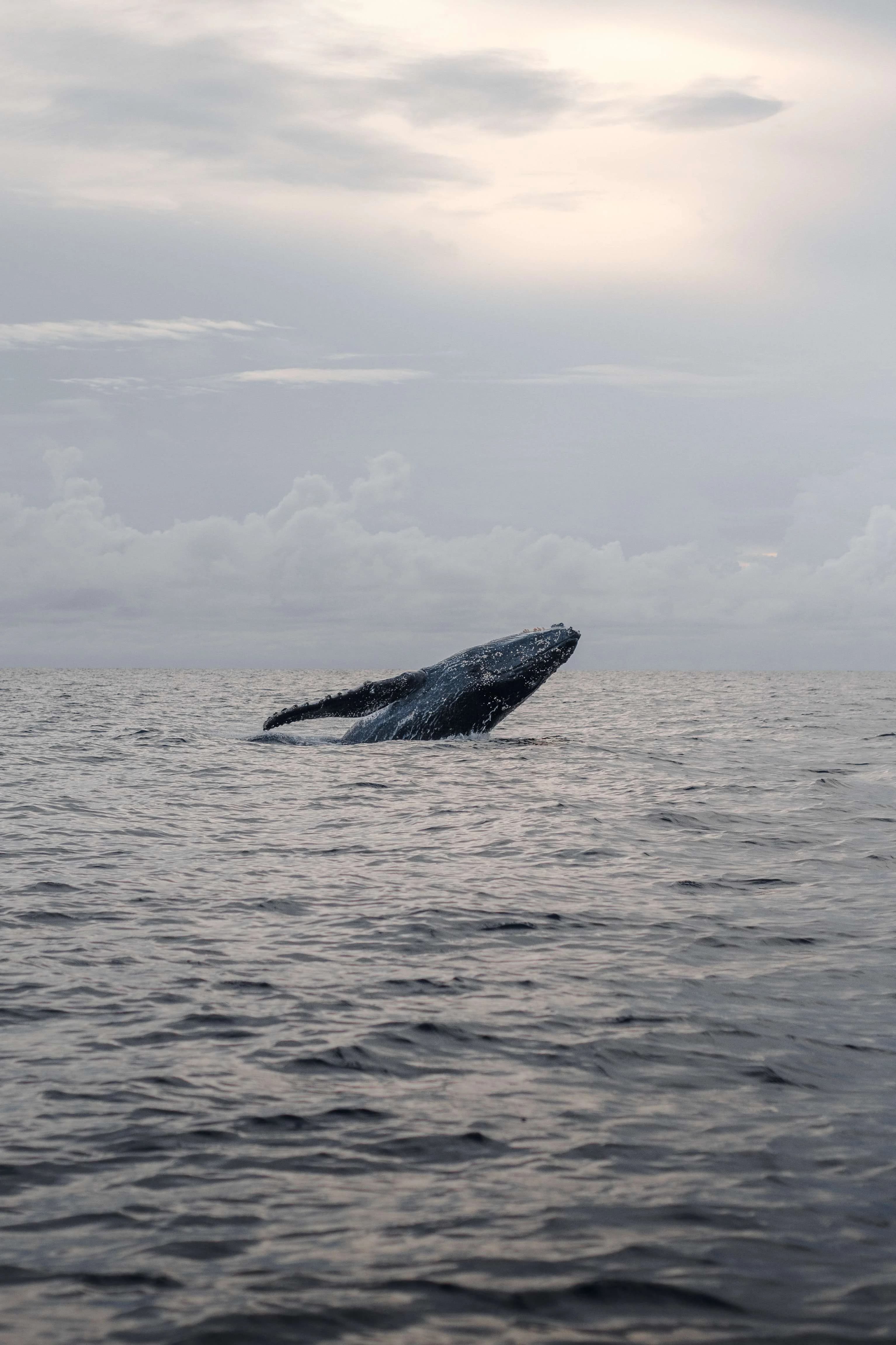 Whales: Lanzarote's Majestic Titans of the Sea slider thumbnail 4